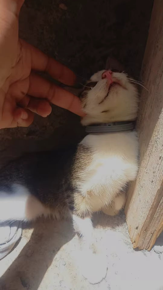 Review by Fernanda P.