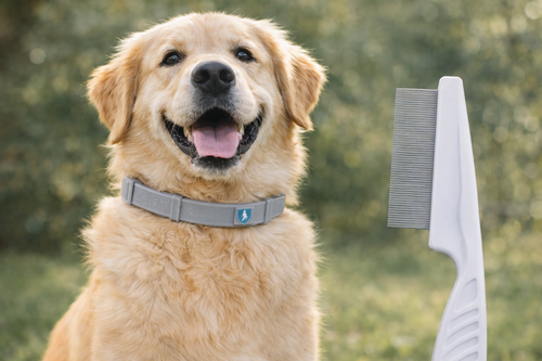 Kit PulgaZero Pro + Peine Metálico GRATIS